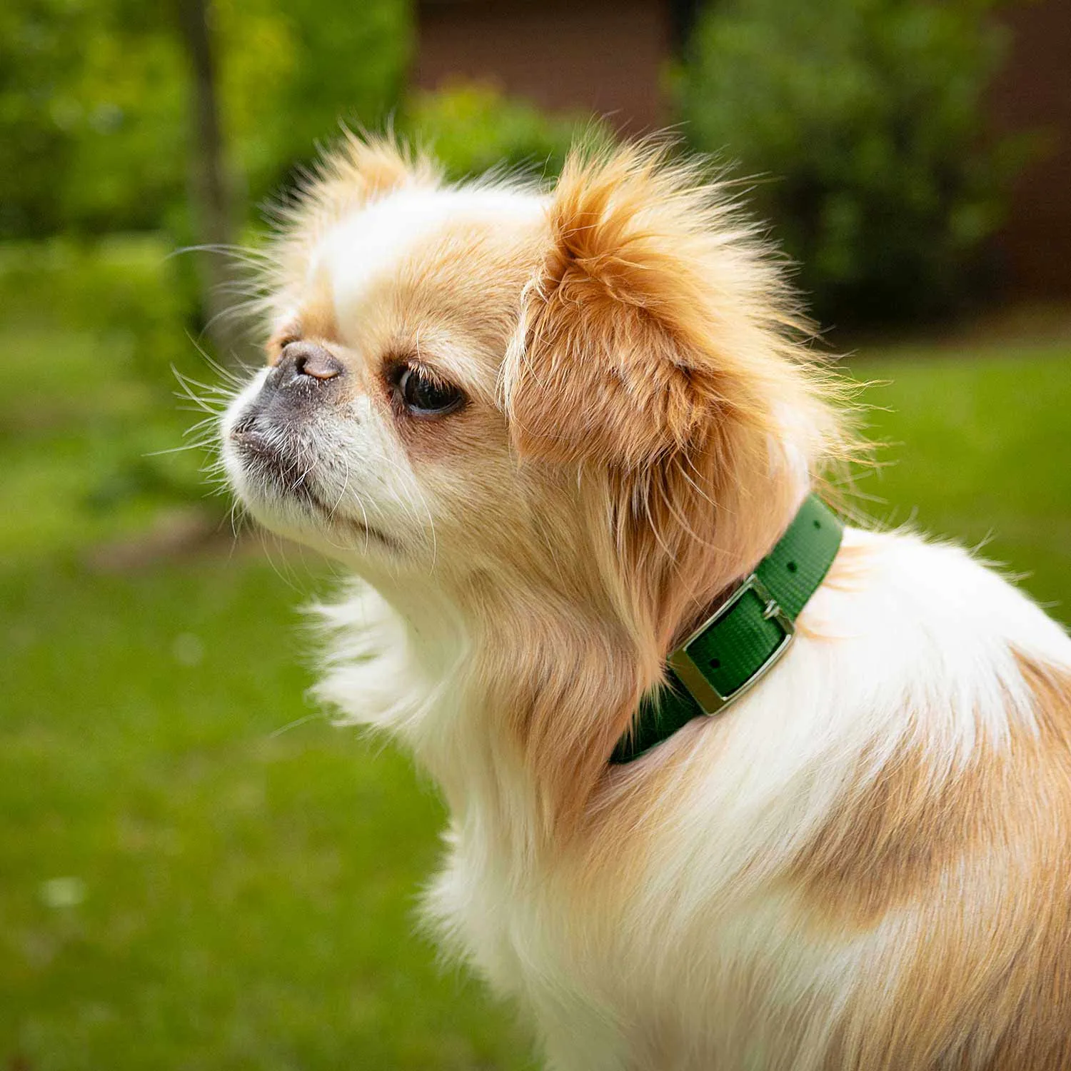 5/8"W Jeffers Nylon Dog Collar, 12"L