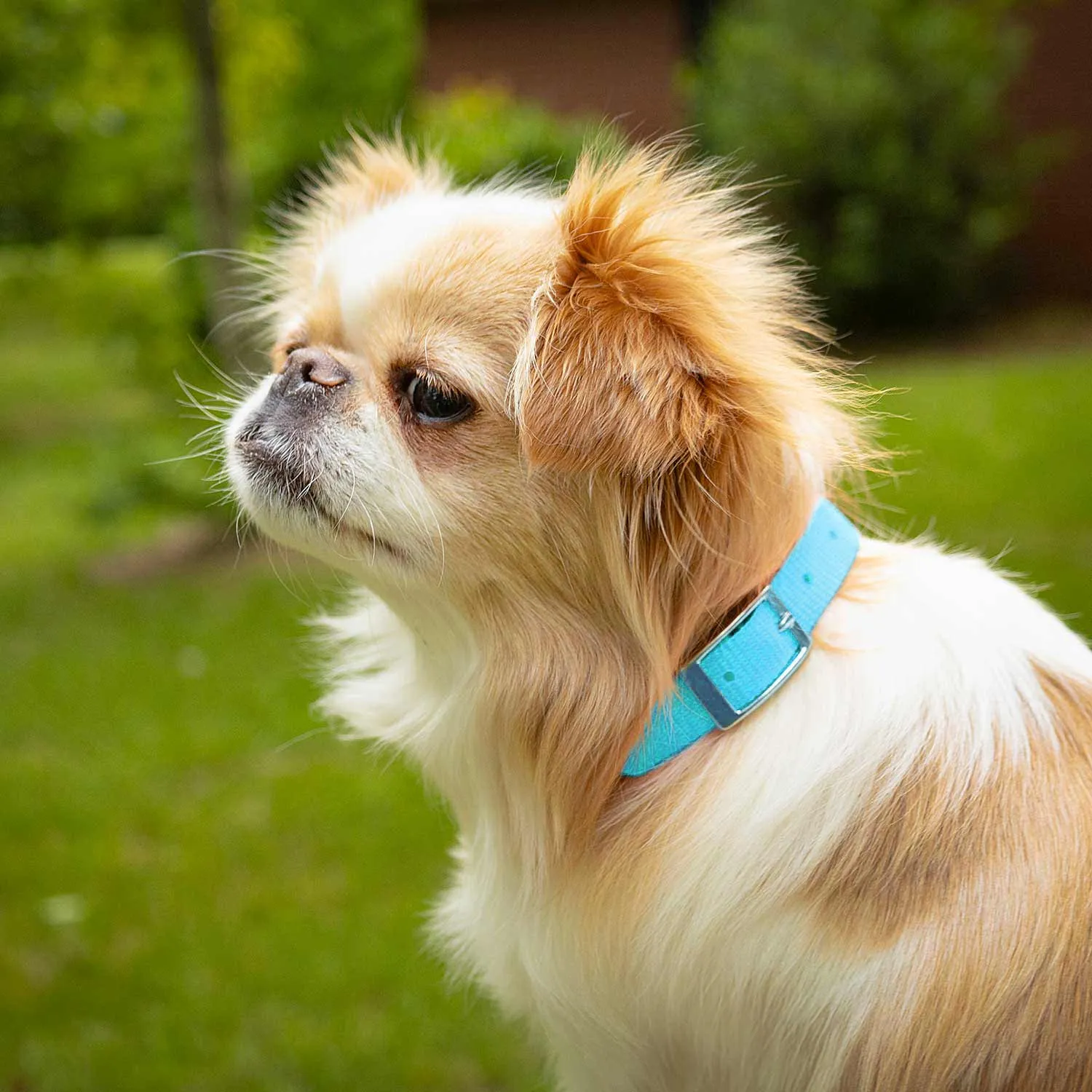 5/8"W Jeffers Nylon Dog Collar, 12"L