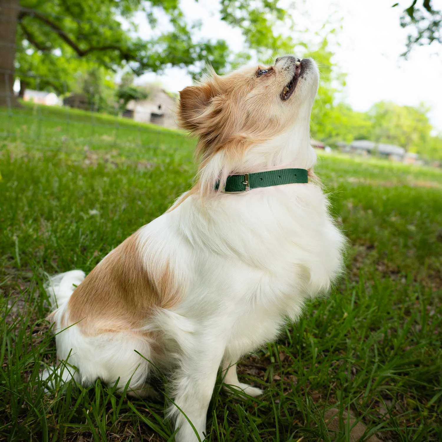 5/8"W Jeffers Nylon Dog Collar, 12"L