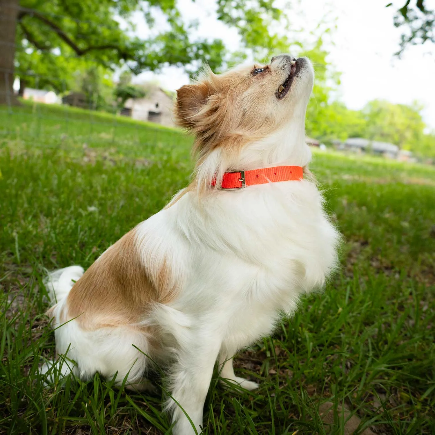 5/8"W Jeffers Nylon Dog Collar, 12"L