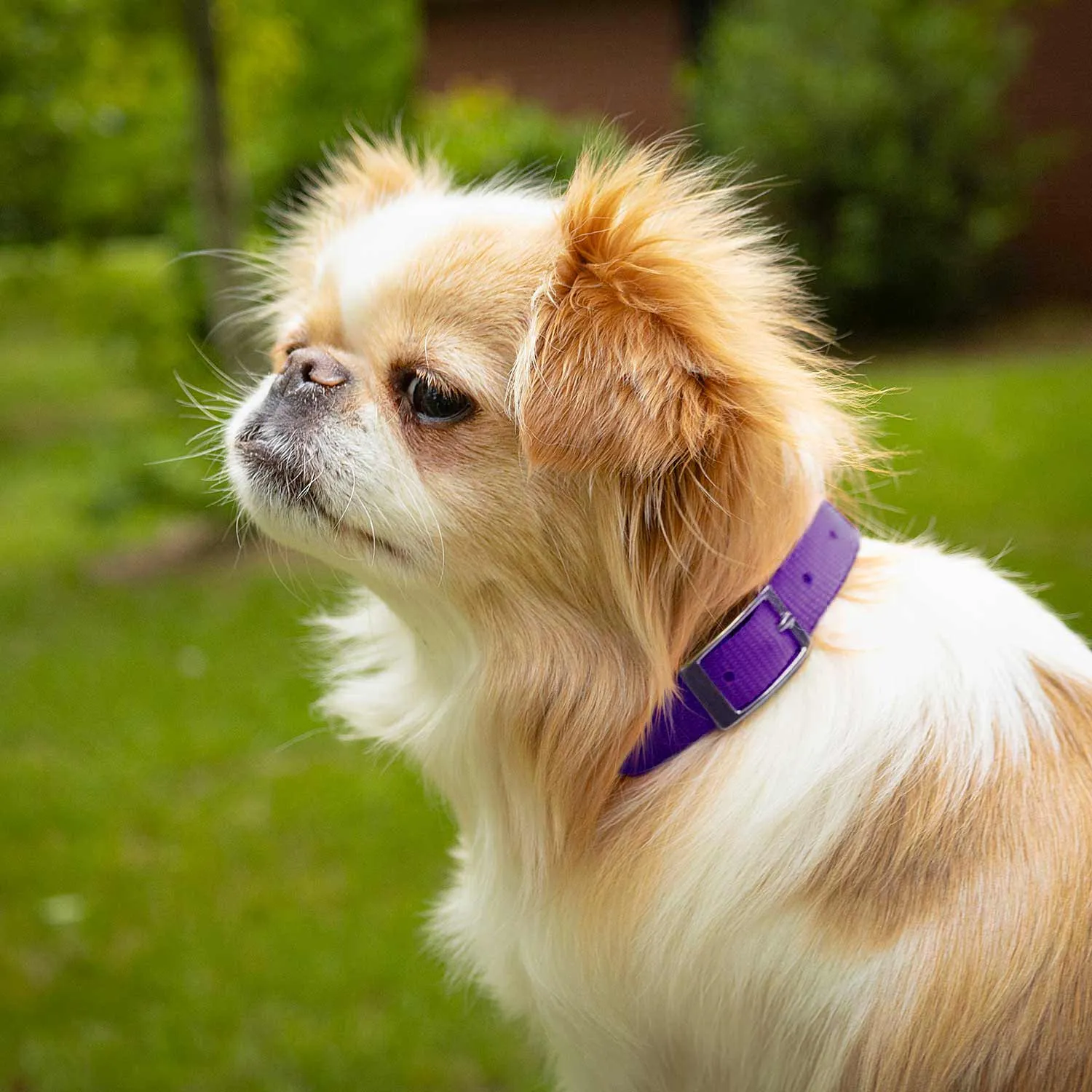 5/8"W Jeffers Nylon Dog Collar, 12"L
