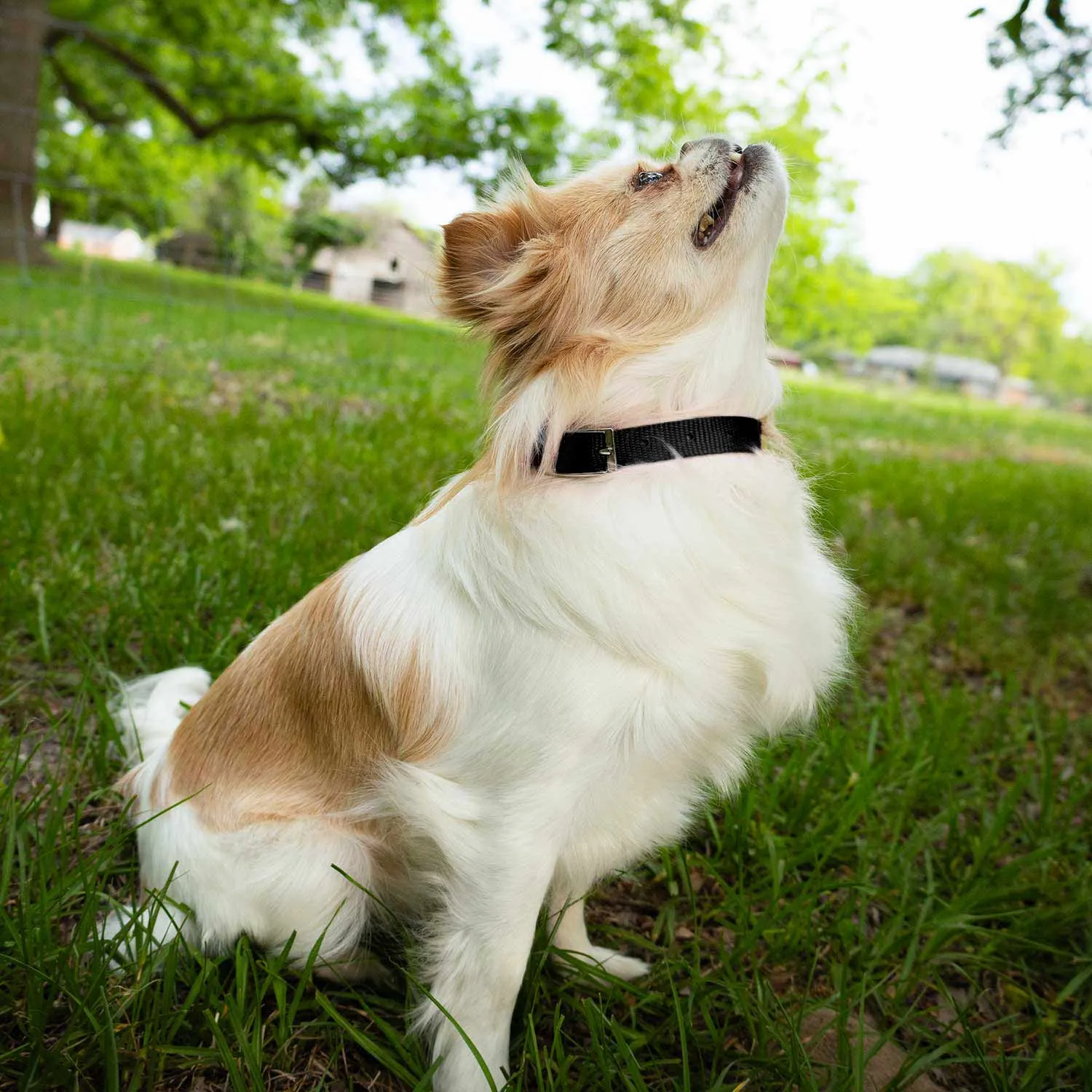 5/8"W Jeffers Nylon Dog Collar, 12"L