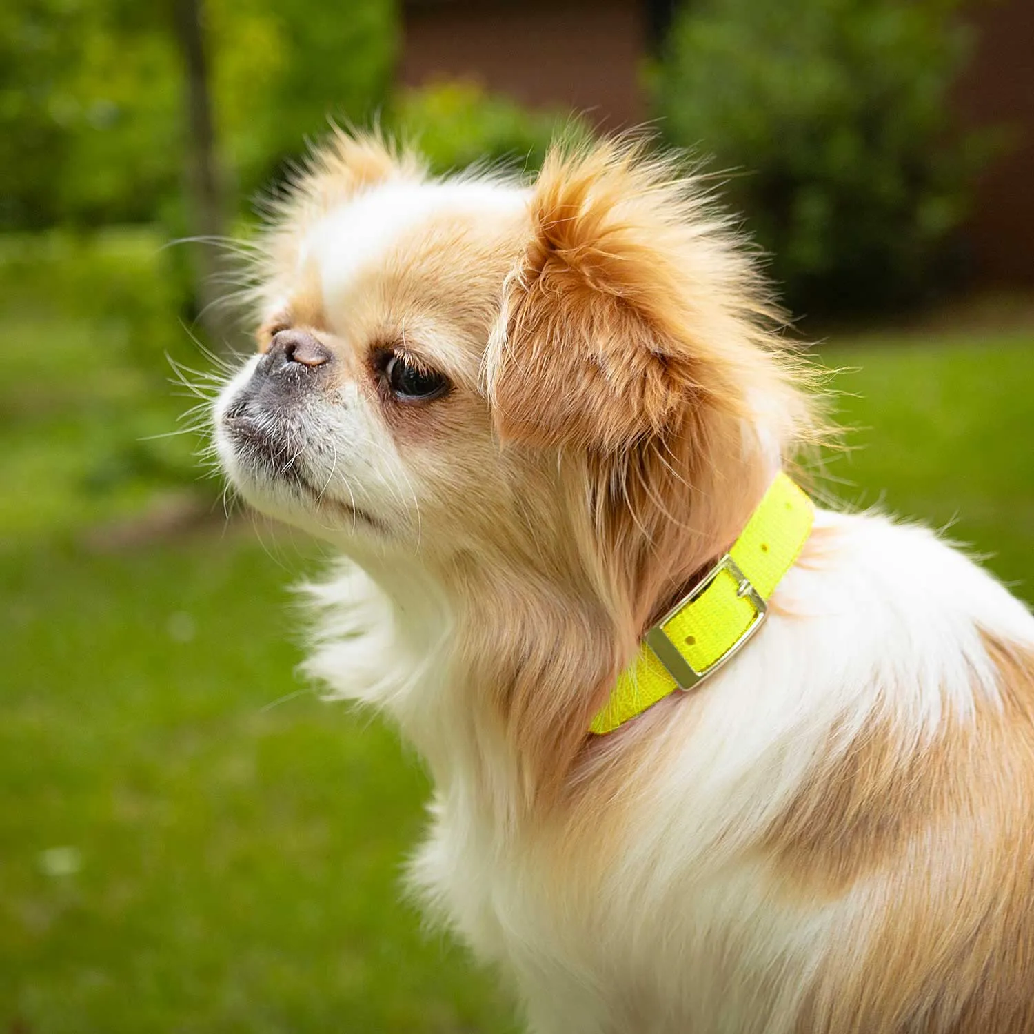 5/8"W Jeffers Nylon Dog Collar, 12"L