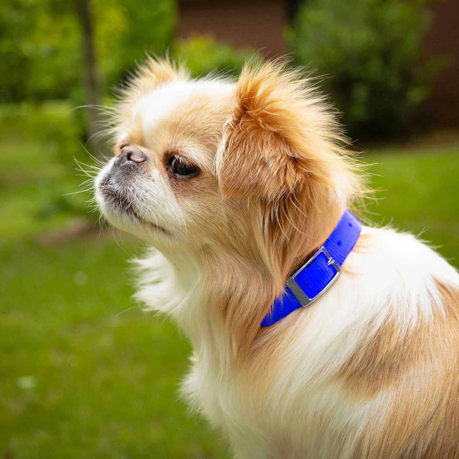 5/8"W Jeffers Nylon Dog Collar, 12"L