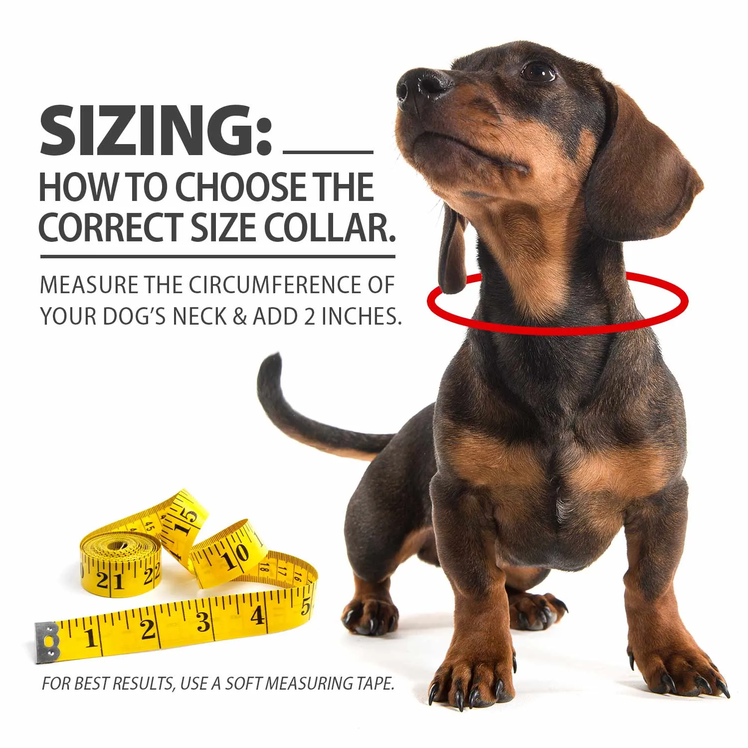 5/8"W Jeffers Nylon Dog Collar, 12"L