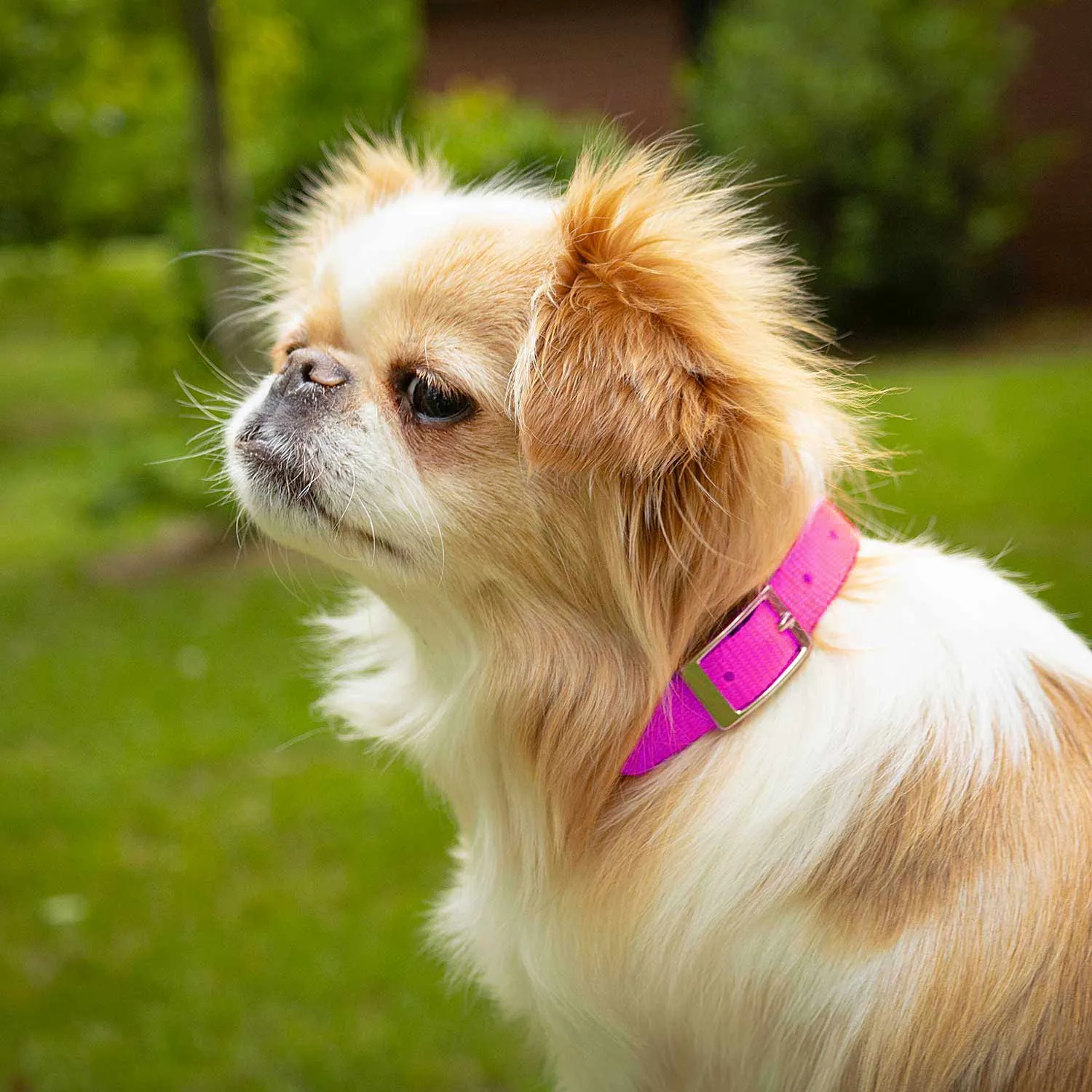 5/8"W Jeffers Nylon Dog Collar, 12"L