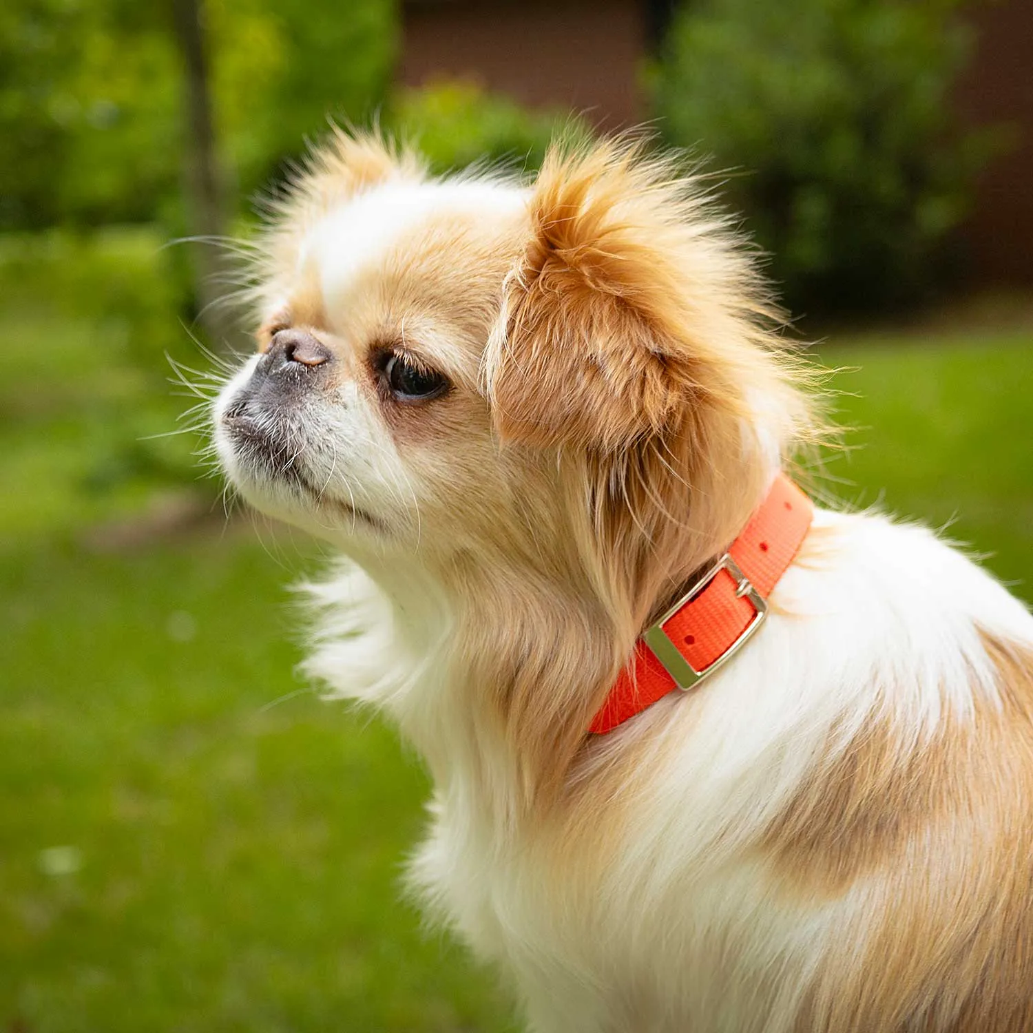 5/8"W Jeffers Nylon Dog Collar, 12"L