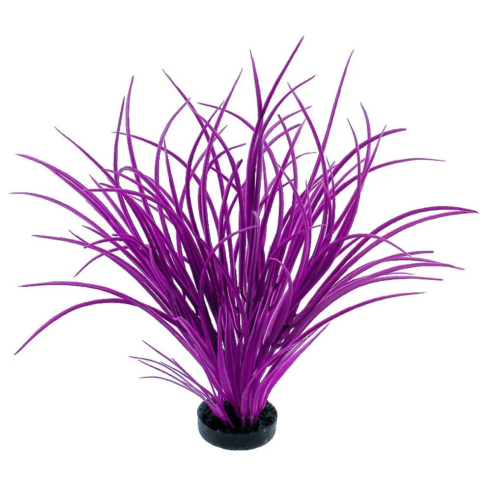 Blue Ribbon Colorburst Plant Ocean Grass