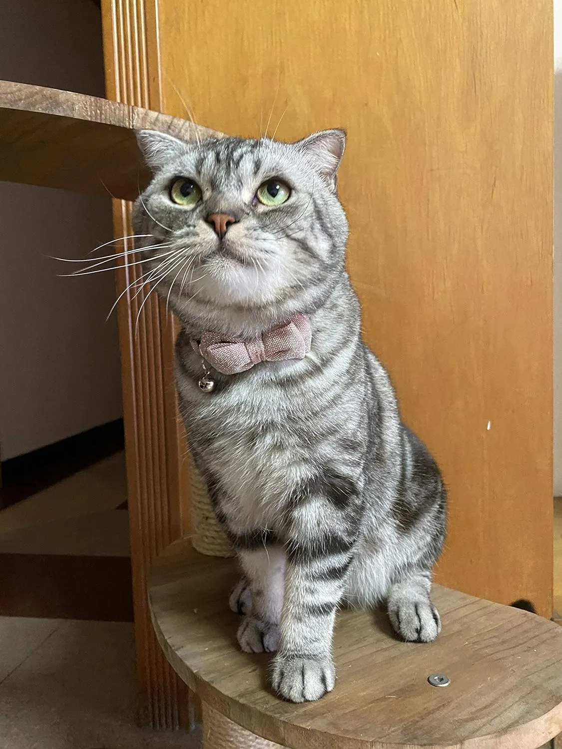 Cat Collar Breakaway with Bowtie Bell