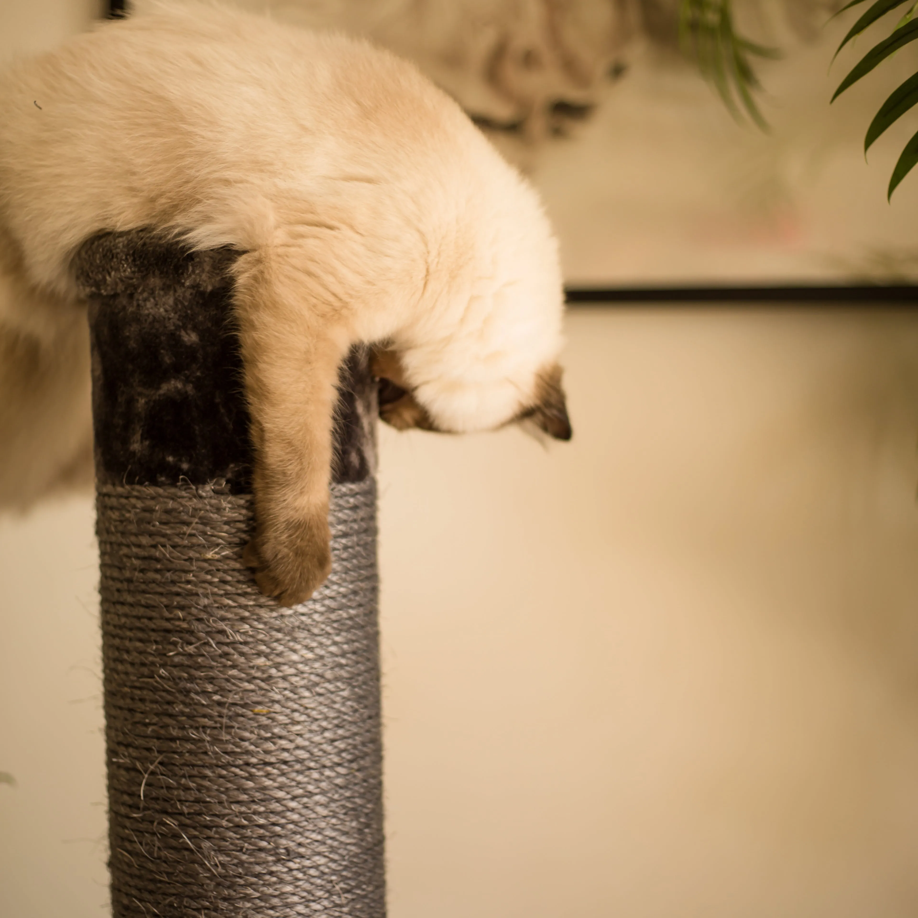 Cat Scratch Post - Grey - Large