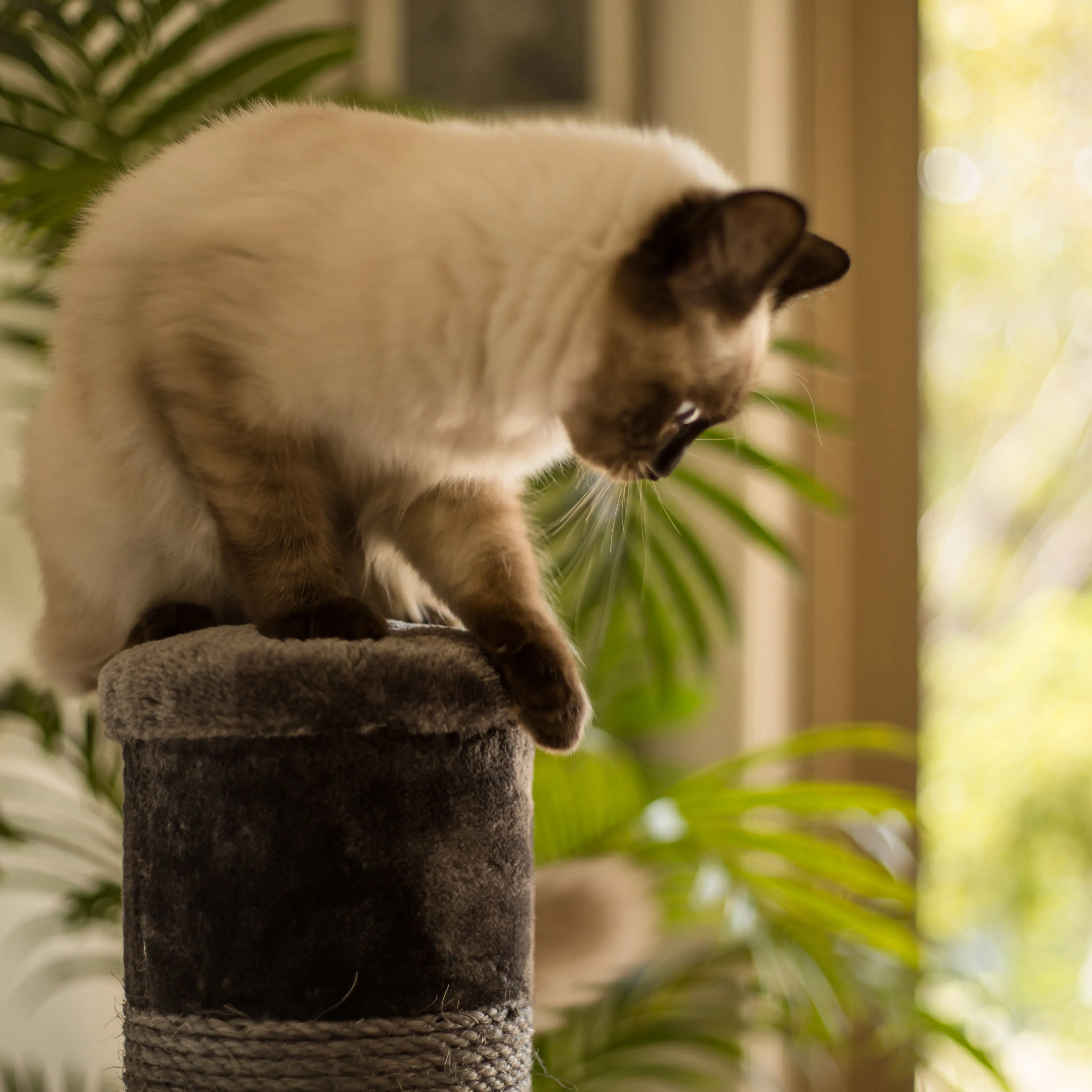 Cat Scratch Post - Grey - Large