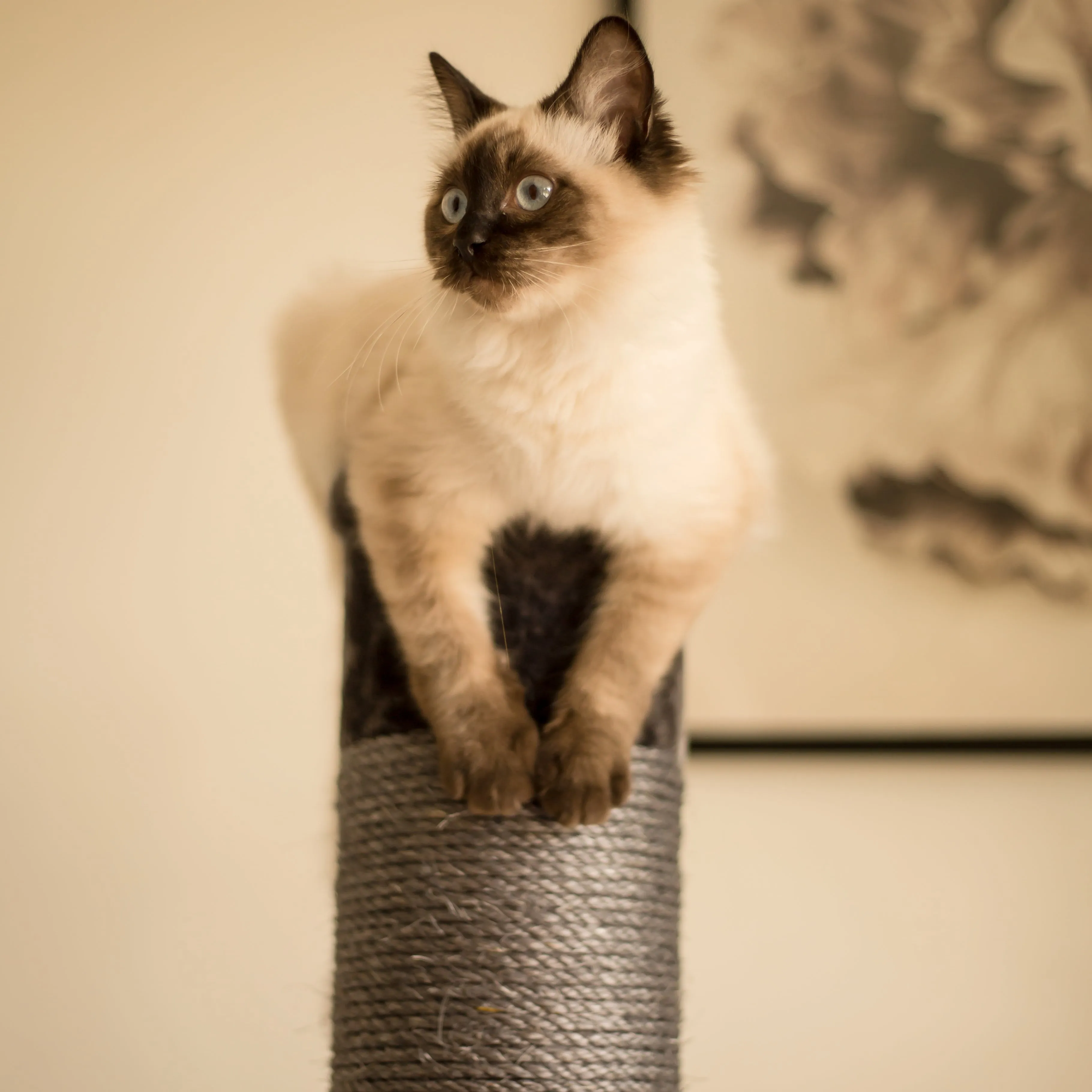 Cat Scratch Post - Grey - Large