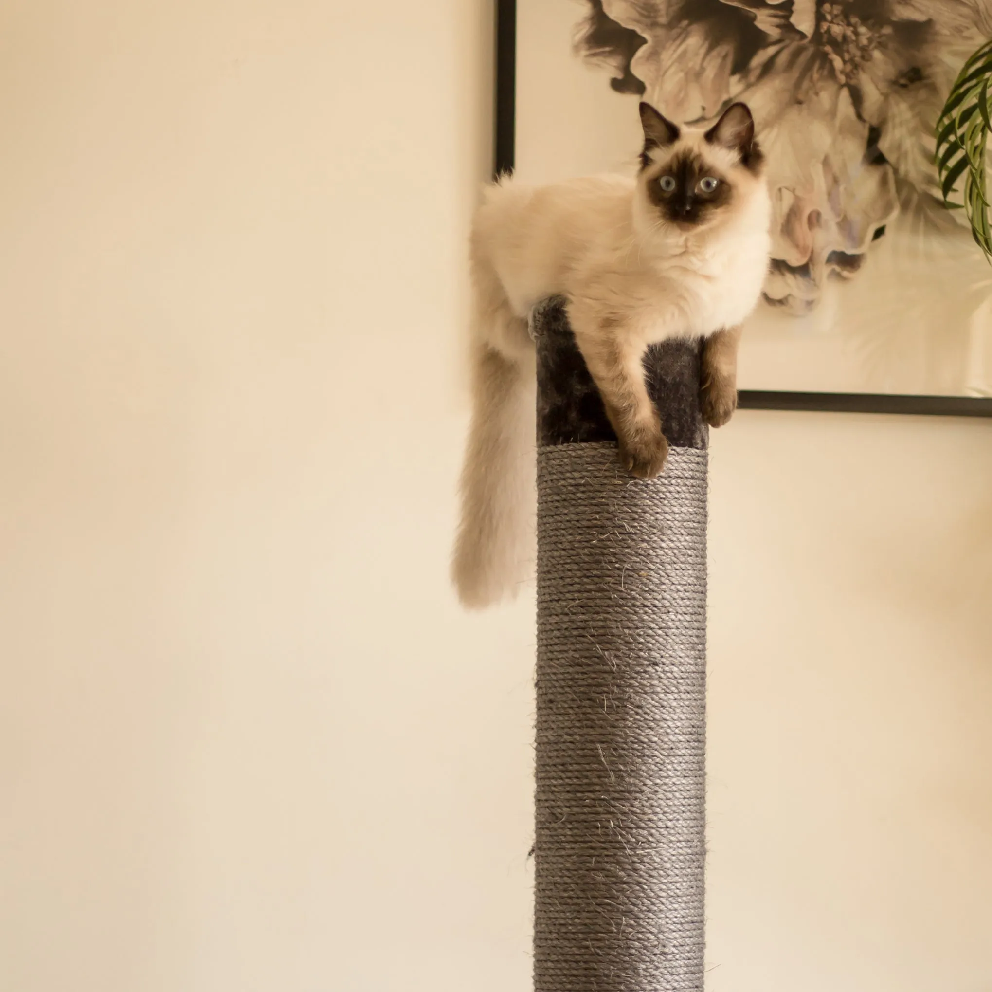 Cat Scratch Post - Grey - Large