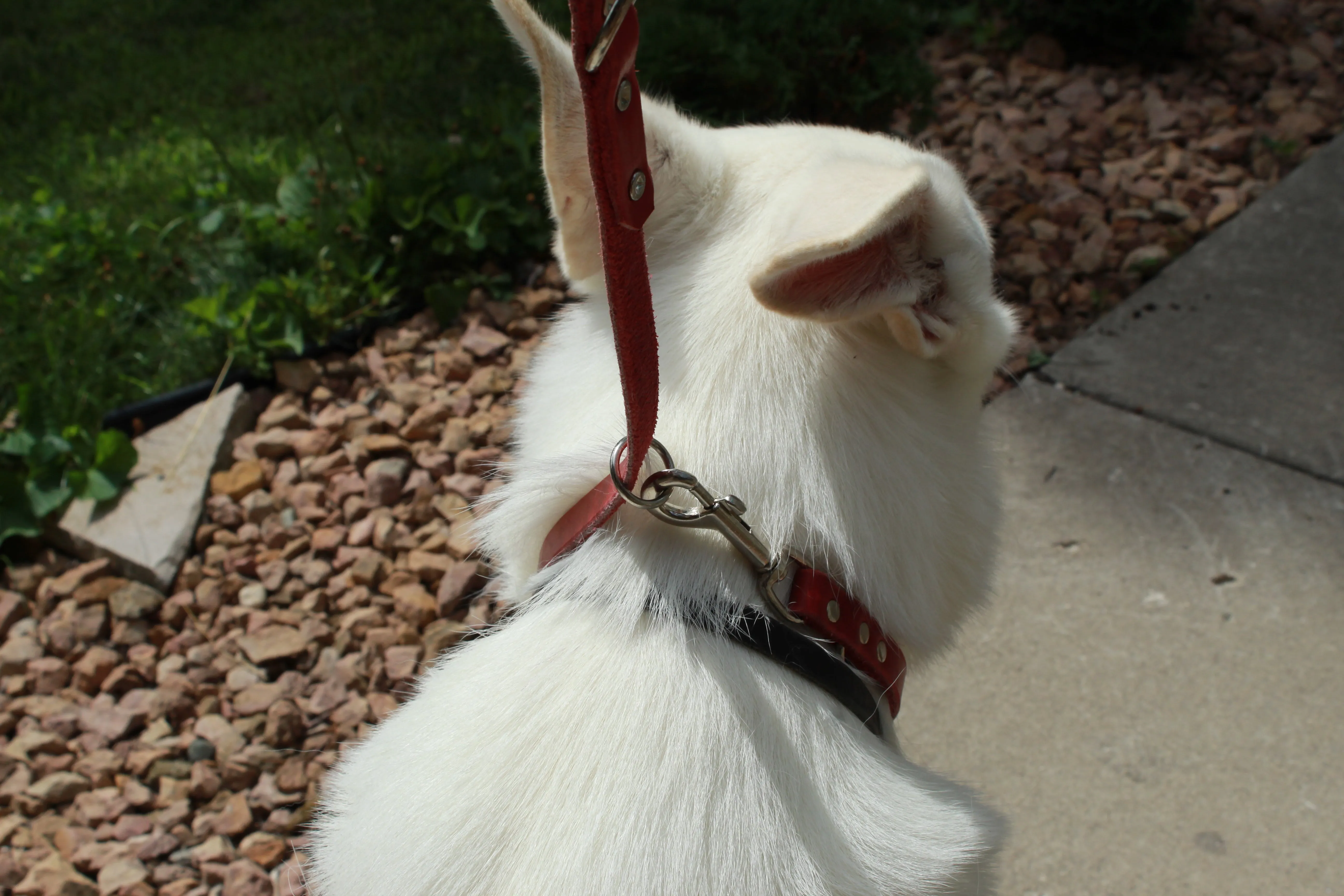 Leather Multi-Purpose Leashes