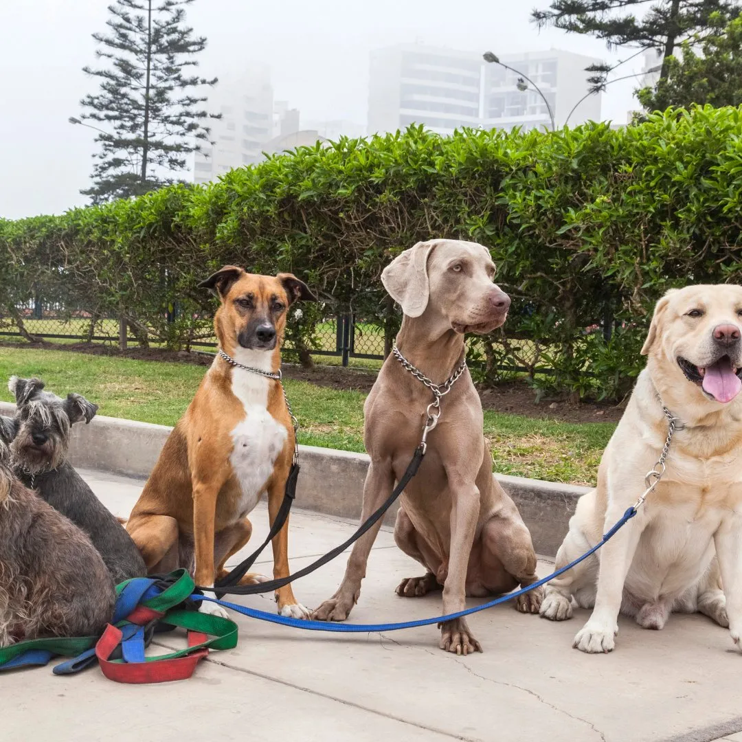 Pet Care Service - Pet Boarding, Dog Walking, Pet Transportation, Pet Nutrition and Supplies Delivery