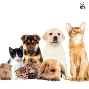 Pet Care Service - Pet Boarding, Dog Walking, Pet Transportation, Pet Nutrition and Supplies Delivery
