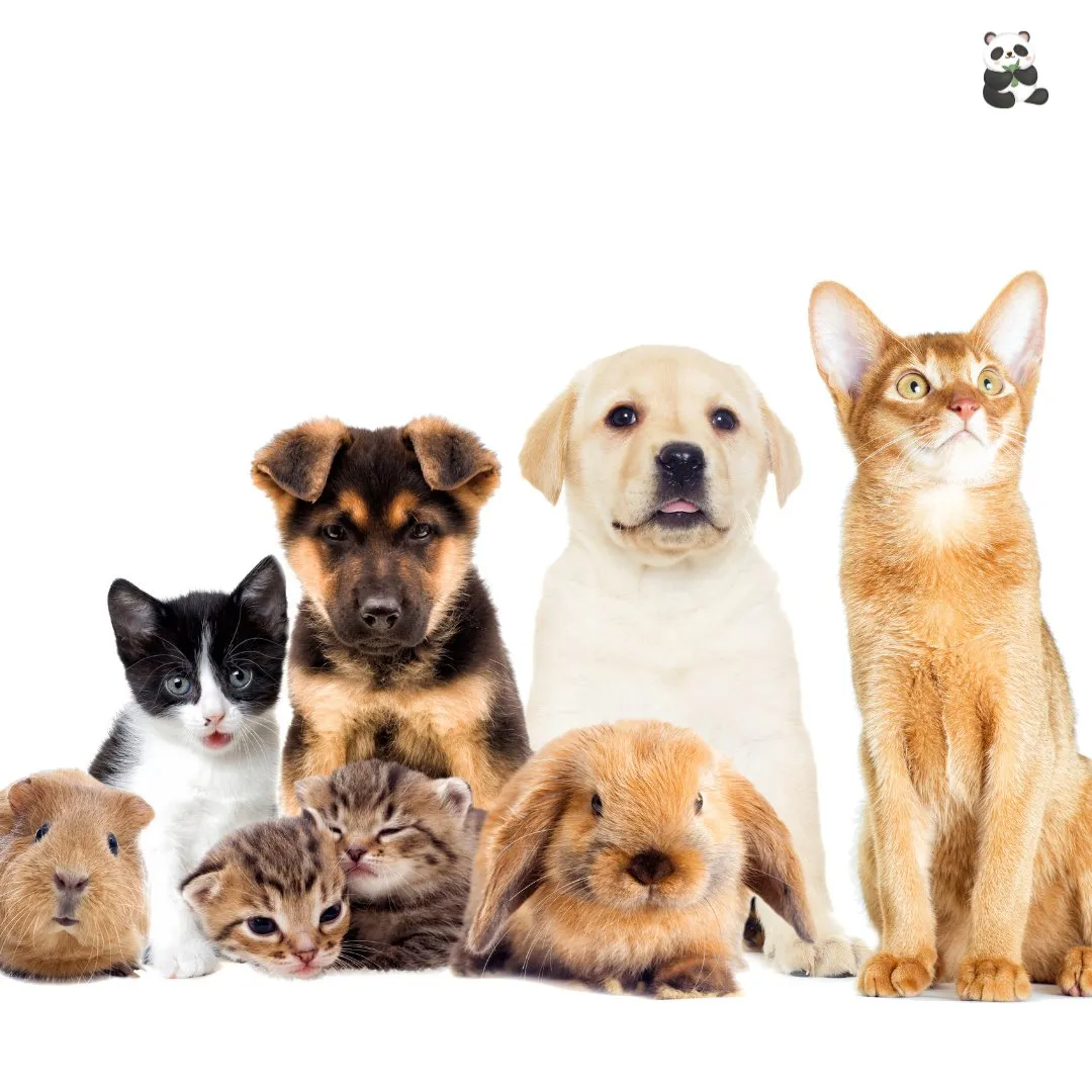 Pet Care Service - Pet Boarding, Dog Walking, Pet Transportation, Pet Nutrition and Supplies Delivery