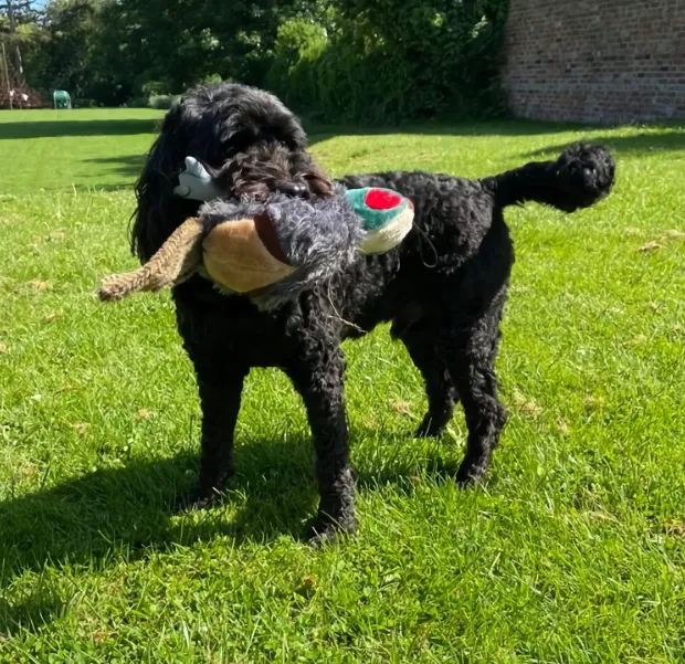 Petface Squeaky Pheasant Chew Toy