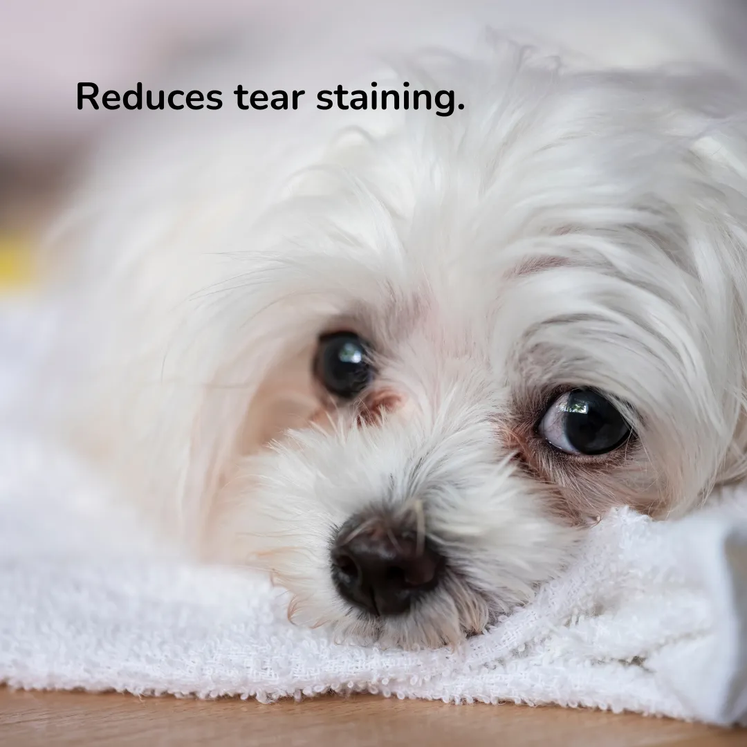 Probiotic Pet Eye Care Spray | Provilan Lucaa 